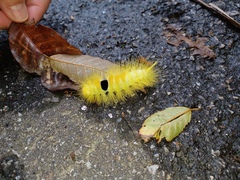 Calliteara horsfieldii