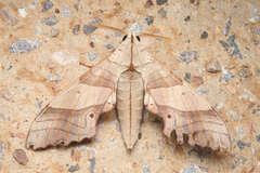 Marumba sperchius