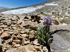 Polemonium chartaceum