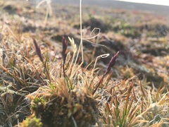 Festuca hyperborea