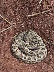 Crotalus oreganus concolor