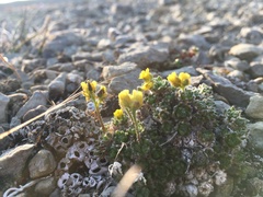 Draba micropetala