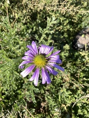 Erodiophyllum elderi