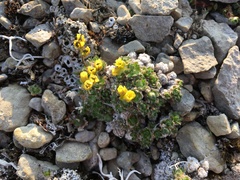 Draba micropetala
