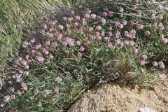 Trifolium dedeckerae