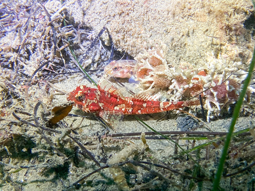 Pit-head sculpin (Icelinus cavifrons) — Cottidae — 5