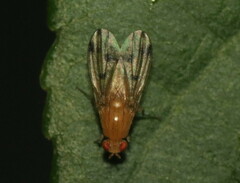 Homoneura fuscibasis