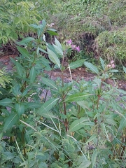 Impatiens glandulifera