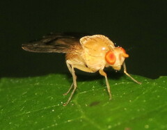 Homoneura fuscibasis