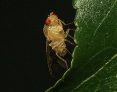 Homoneura fuscibasis