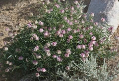 Trifolium dedeckerae