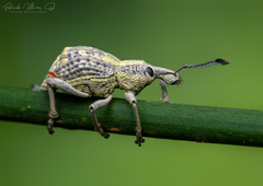 Hybreoleptops santiagensis