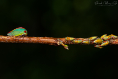 Alchisme rubrocostata
