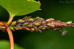 Alchisme rubrocostata