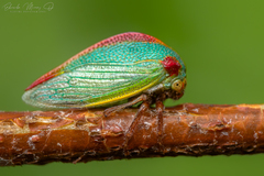 Alchisme rubrocostata