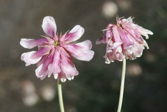 Trifolium dedeckerae