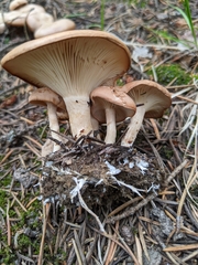 Clitocybe albirhiza