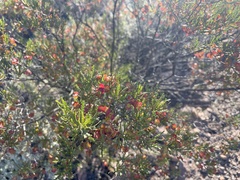 Dodonaea lobulata