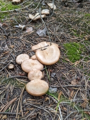Clitocybe albirhiza