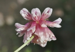 Trifolium dedeckerae