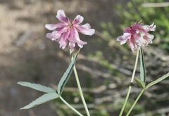 Trifolium dedeckerae