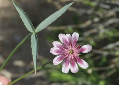 Trifolium dedeckerae