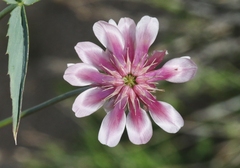 Trifolium dedeckerae