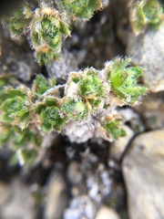 Draba micropetala
