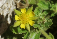 Ivesia saxosa