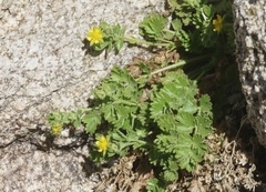 Ivesia saxosa