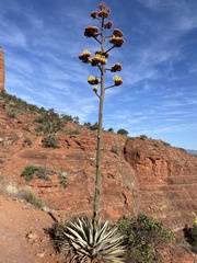 Agave chrysantha