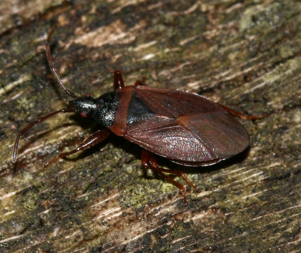 Gastrodes grossipes grossipes