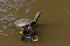 Trachemys stejnegeri