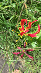 Gloriosa superba