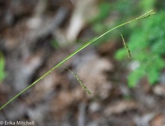 Carex debilis