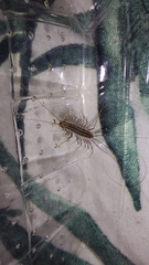 Scutigera coleoptrata