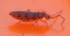 Willowsia nigromaculata