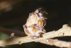 Rhopalomyia ericameriae