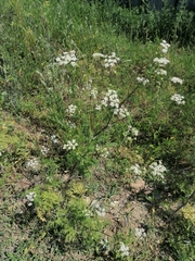 Sphallerocarpus gracilis