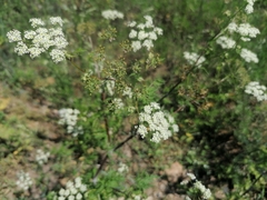 Sphallerocarpus gracilis