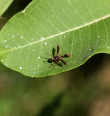 Physocephala marginata