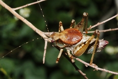 Neduba castanea