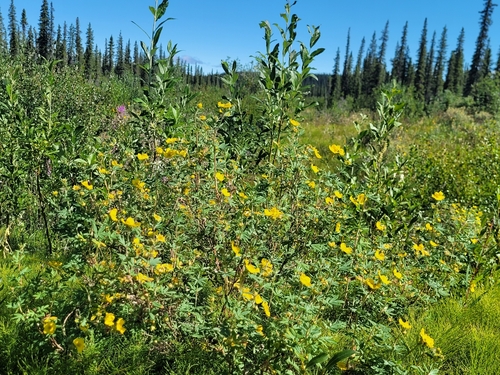 shrubby cinquefoil