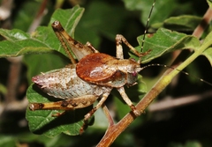 Neduba castanea