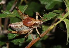 Neduba castanea