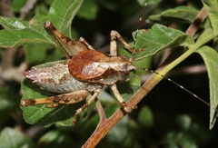 Neduba castanea