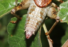 Neduba castanea
