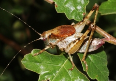 Neduba castanea