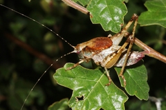 Neduba castanea