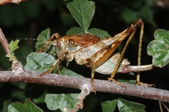 Neduba castanea